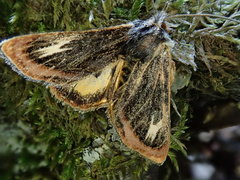 Asteropetes noctuina