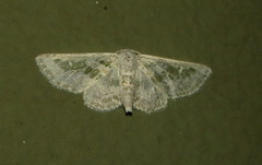 Chionopora tarachodes