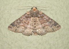 Pericyma atrifusa