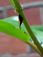 Enchenopa anseriformis