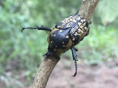 Hypselogenia corrosa