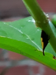 Enchenopa anseriformis