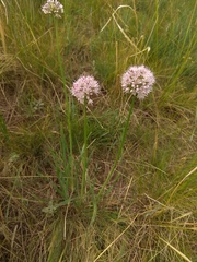 Allium senescens glaucum