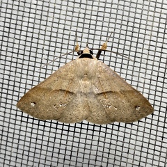 Ophyx ochroptera