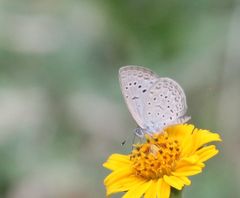 Zizeeria knysna knysna