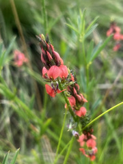 Indigastrum fastigiatum