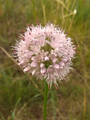 Allium senescens glaucum
