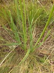 Allium senescens glaucum