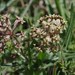 Asclepias crispa plana - Photo (c) Craig Peter, some rights reserved (CC BY-NC), uploaded by Craig Peter