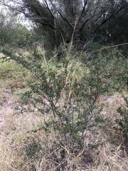 Vachellia rigidula