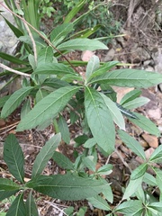 Metarungia longistrobus
