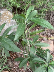 Metarungia longistrobus