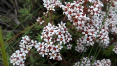 Crassula pruinosa