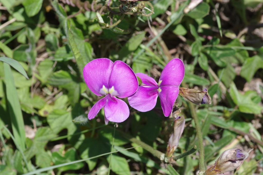 Cowpea