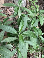 Metarungia longistrobus