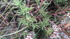 Crassula pruinosa