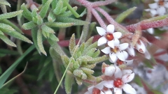 Crassula pruinosa