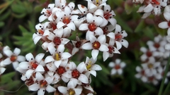 Crassula pruinosa