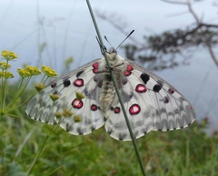 Parnassius nomion
