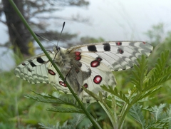 Parnassius nomion