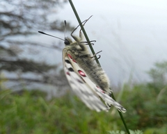 Parnassius nomion