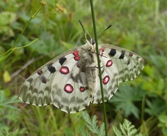 Parnassius nomion