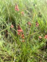 Indigastrum fastigiatum