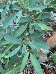 Rhoicissus revoilii