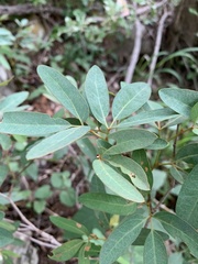 Rhoicissus revoilii