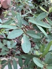 Rhoicissus revoilii