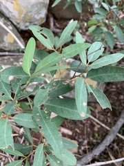 Rhoicissus revoilii