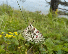 Parnassius nomion