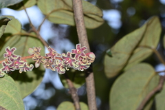 Sterculia guttata