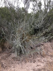 Parkinsonia texana
