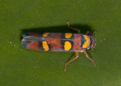 Erythrogonia jucunda