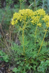 Patrinia intermedia