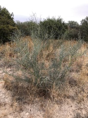 Parkinsonia texana