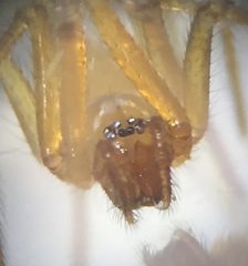 Eidmannella pallida