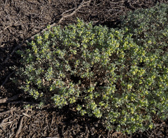Atriplex holocarpa