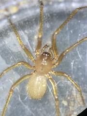 Eidmannella pallida