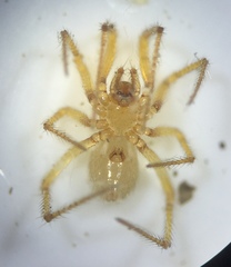 Eidmannella pallida