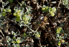 Atriplex holocarpa