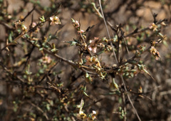 Noaea mucronata
