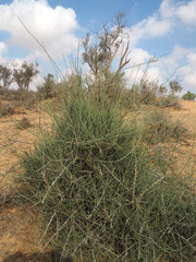 Ephedra aphylla