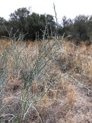Parkinsonia texana