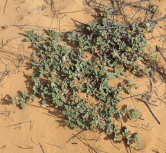 Neurada procumbens