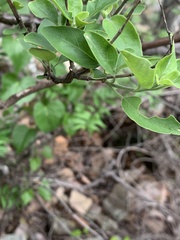 Chorisochora transvaalensis