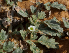 Neurada procumbens