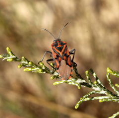 Spilostethus crudelis