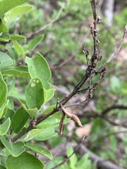 Chorisochora transvaalensis